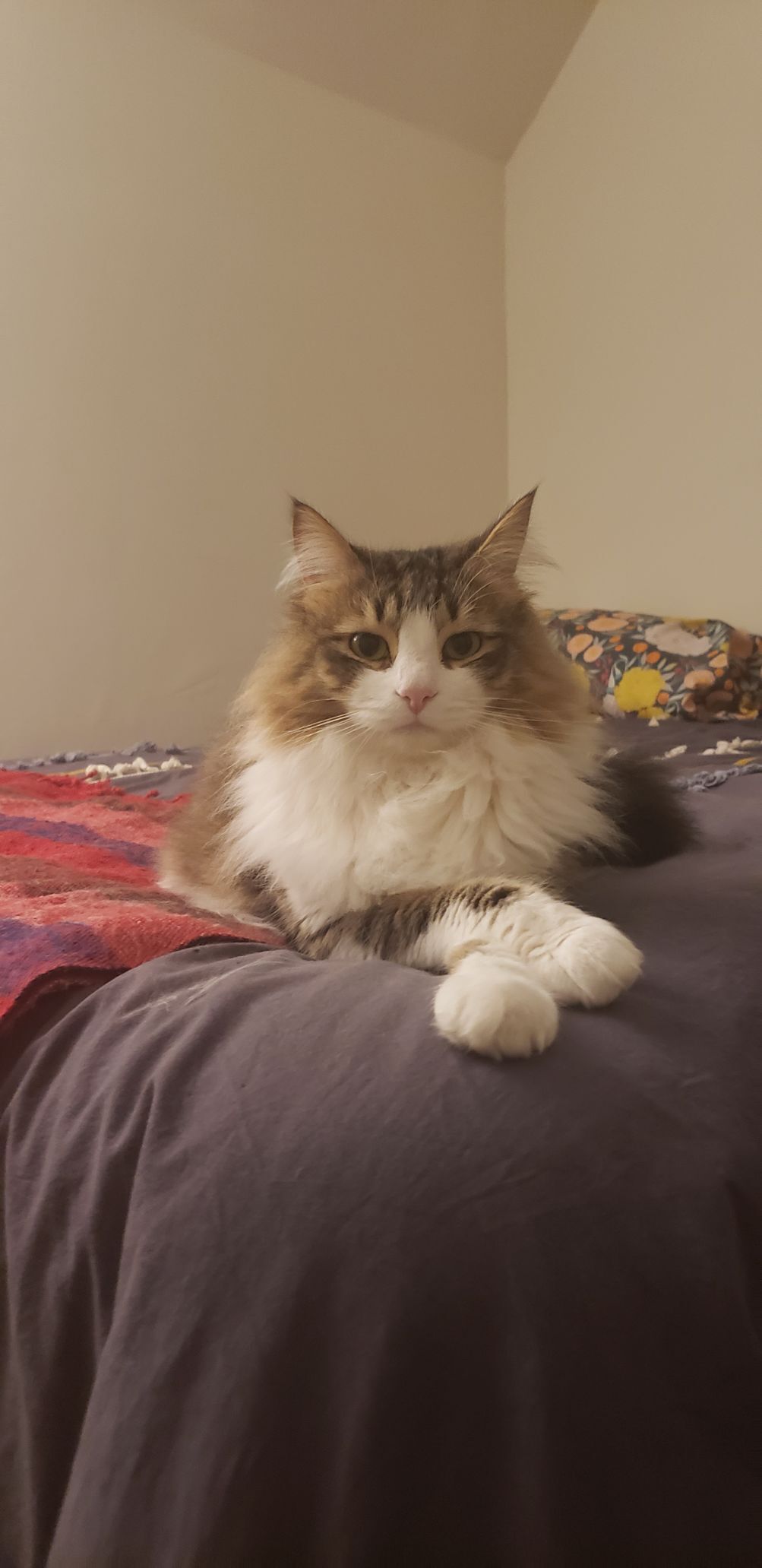 Elizabeth